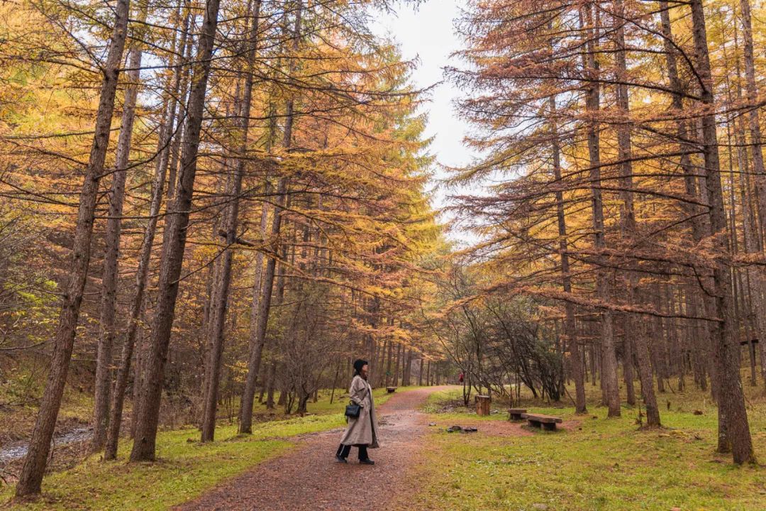 留坝紫柏山国家森林公园旅游_留坝紫柏山森林公园电话_留坝紫柏山旅游攻略
