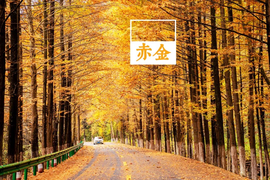 留坝紫柏山国家森林公园旅游_留坝紫柏山森林公园电话_留坝紫柏山旅游攻略