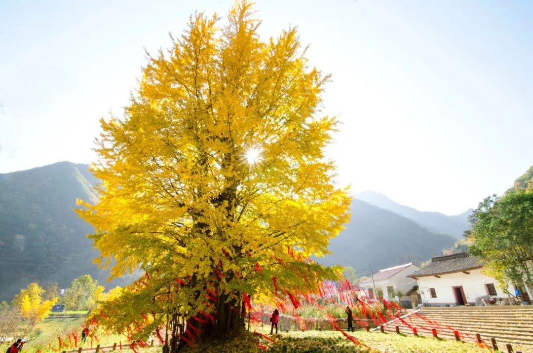 留坝紫柏山国家森林公园旅游_留坝紫柏山森林公园电话_留坝紫柏山旅游攻略