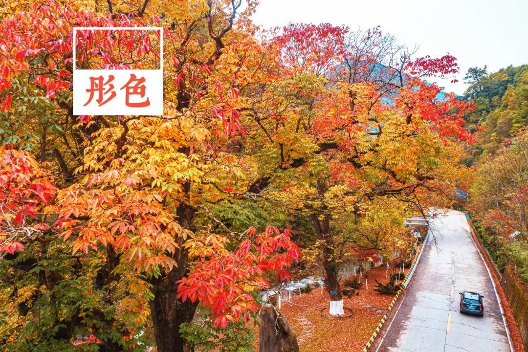 留坝紫柏山旅游攻略_留坝紫柏山森林公园电话_留坝紫柏山国家森林公园旅游