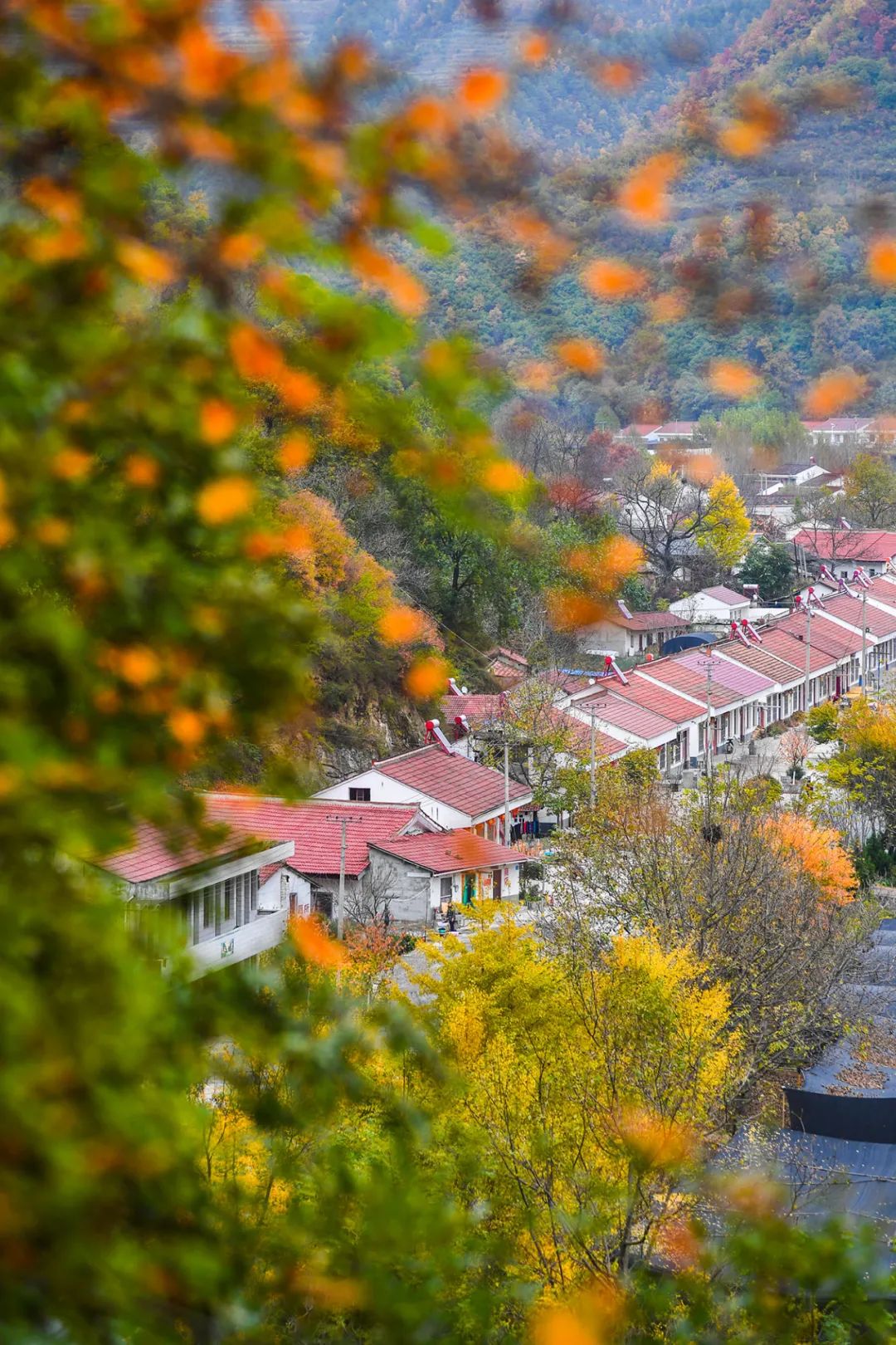 留坝紫柏山国家森林公园旅游_留坝紫柏山森林公园电话_留坝紫柏山旅游攻略