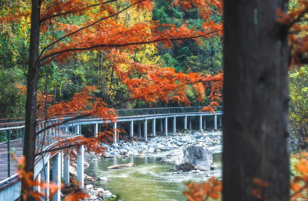 留坝紫柏山森林公园电话_留坝紫柏山国家森林公园旅游_留坝紫柏山旅游攻略