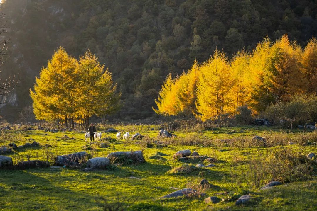 留坝紫柏山森林公园电话_留坝紫柏山旅游攻略_留坝紫柏山国家森林公园旅游