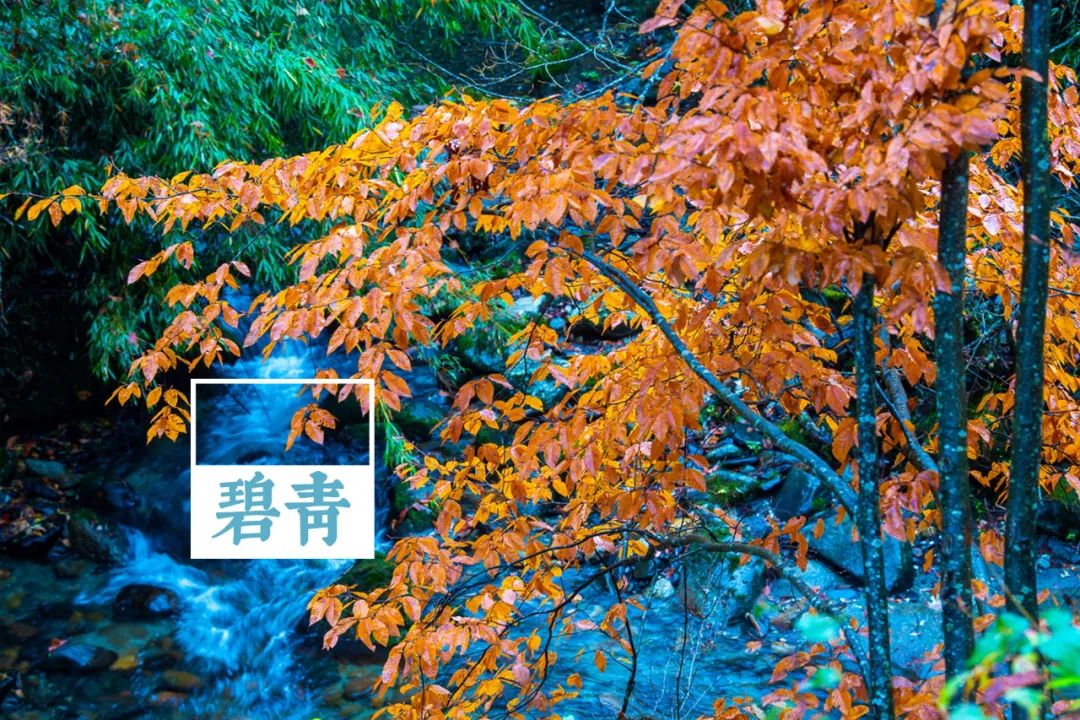 留坝紫柏山国家森林公园旅游_留坝紫柏山森林公园电话_留坝紫柏山旅游攻略