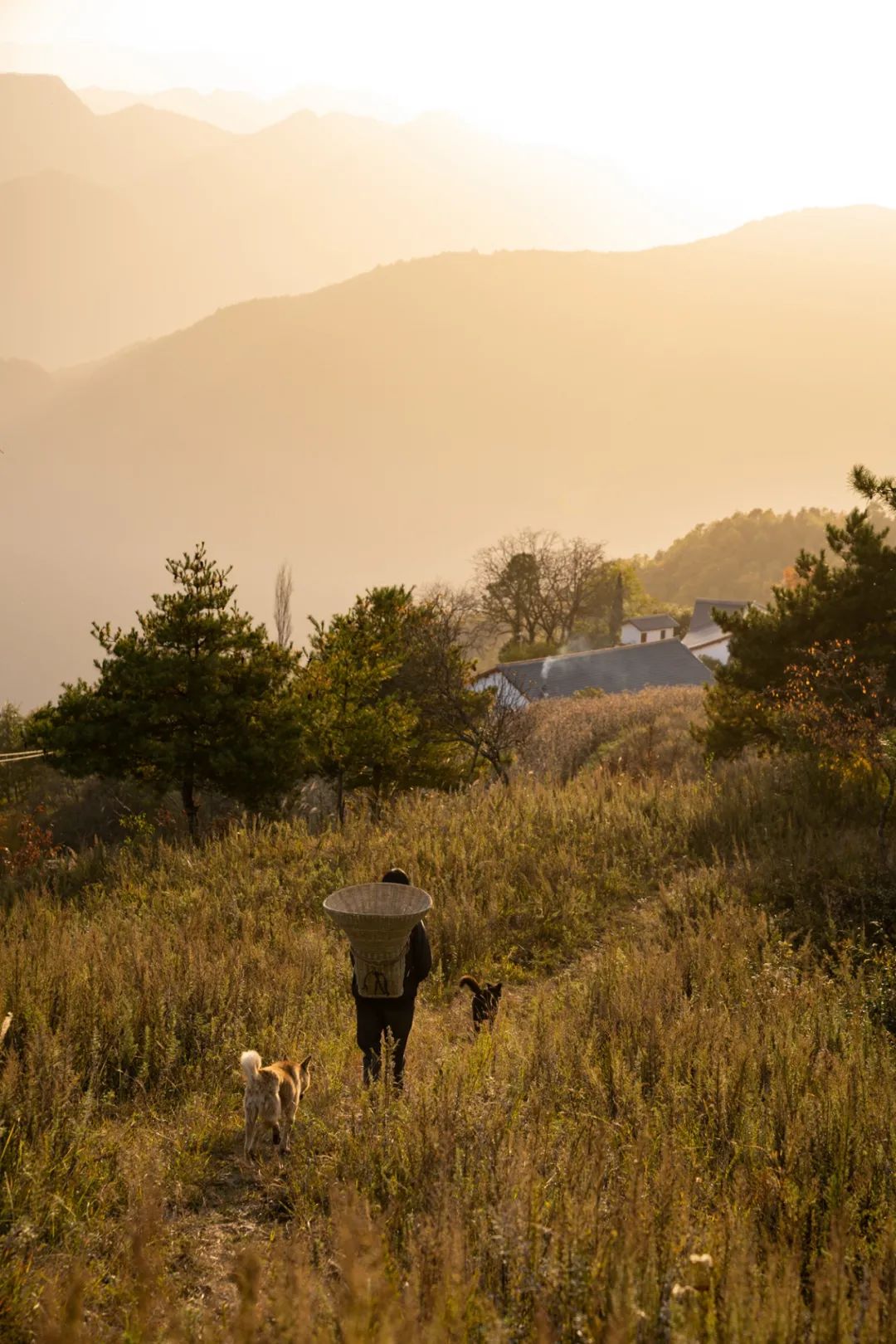 留坝紫柏山森林公园电话_留坝紫柏山国家森林公园旅游_留坝紫柏山旅游攻略
