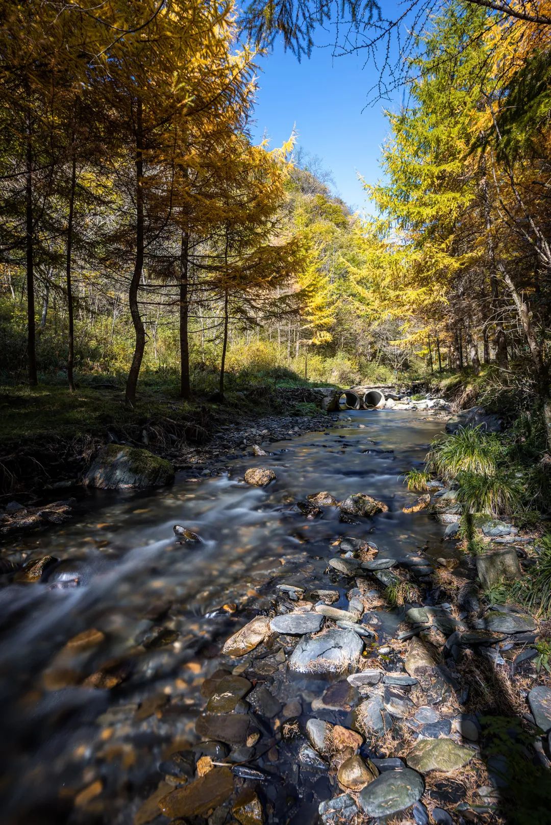 留坝紫柏山森林公园电话_留坝紫柏山国家森林公园旅游_留坝紫柏山旅游攻略
