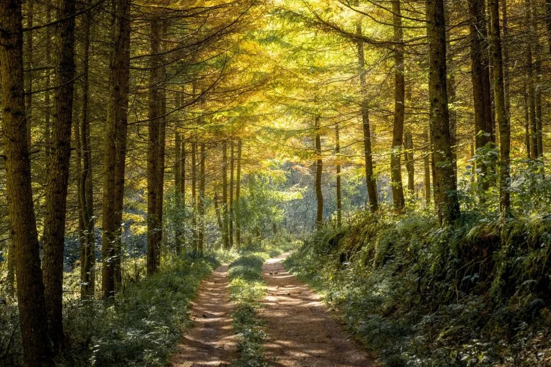 留坝紫柏山旅游攻略_留坝紫柏山国家森林公园旅游_留坝紫柏山森林公园电话