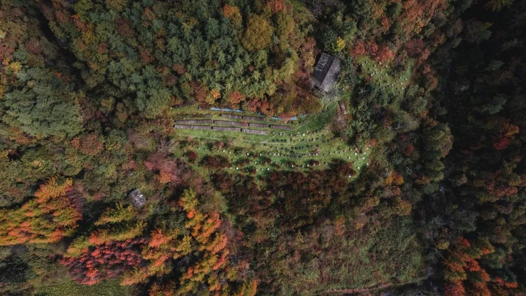 留坝紫柏山国家森林公园旅游_留坝紫柏山旅游攻略_留坝紫柏山森林公园电话