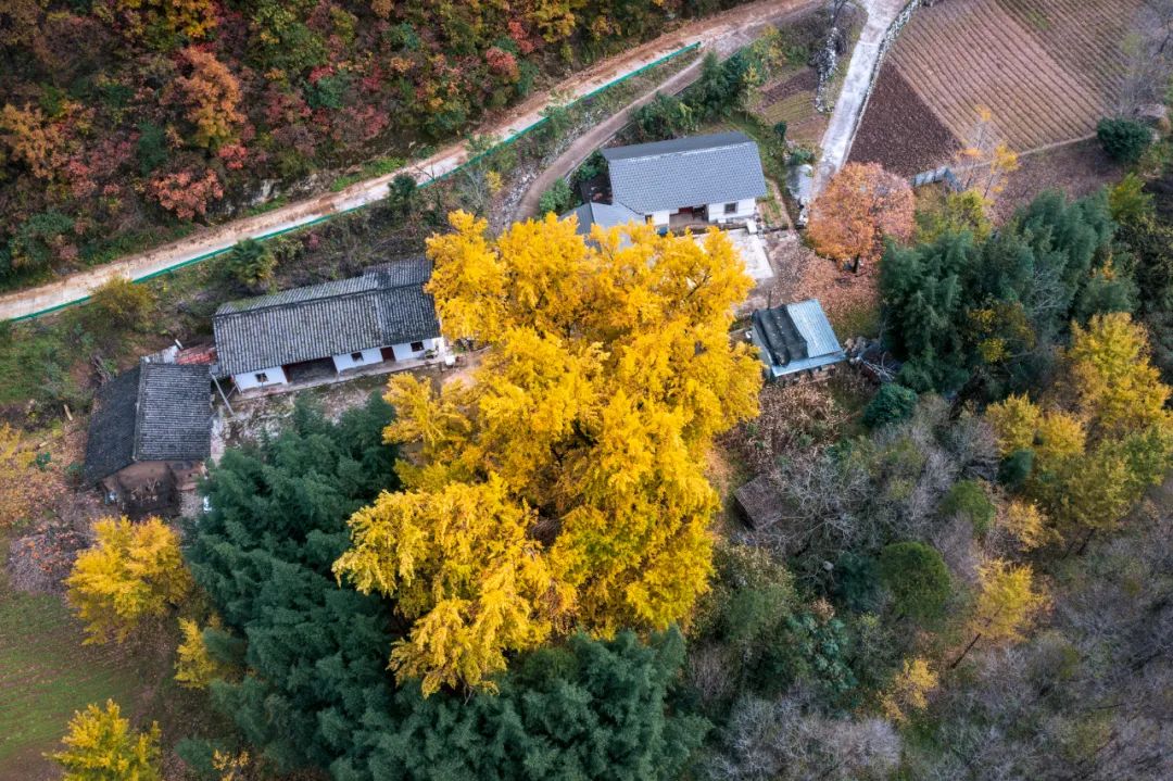 留坝紫柏山旅游攻略_留坝紫柏山森林公园电话_留坝紫柏山国家森林公园旅游