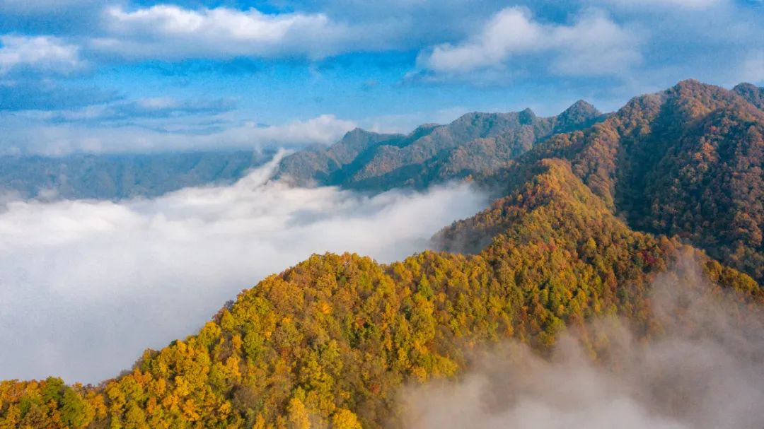 留坝紫柏山森林公园电话_留坝紫柏山国家森林公园旅游_留坝紫柏山旅游攻略