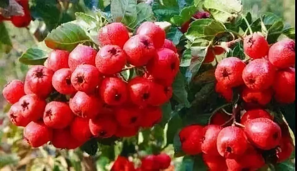 郭亮村离郑州多远_河南郭亮村自驾游攻略_郑州到郭亮村旅游攻略