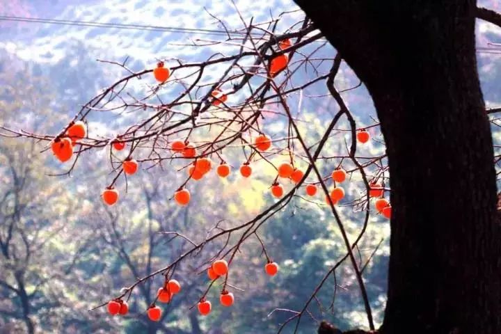 郭亮村离郑州多远_河南郭亮村自驾游攻略_郑州到郭亮村旅游攻略