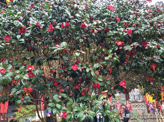 永定土楼自驾游_永定高北土楼旅游攻略_永定土楼旅游线路
