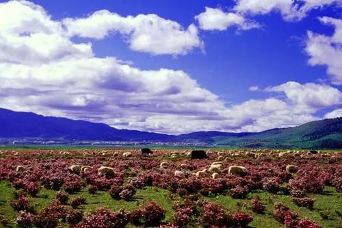 云南香格里拉旅游攻略 网-云南香格里拉攻略自助游攻略(图3) 云南香格里拉游玩攻略_云南香格里拉攻略自助游攻略_云南香格里拉旅游攻略 网