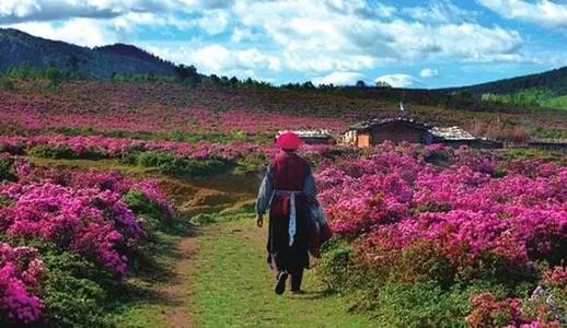 云南香格里拉旅游攻略 网-云南香格里拉攻略自助游攻略(图4) 云南香格里拉攻略自助游攻略_云南香格里拉旅游攻略 网_云南香格里拉游玩攻略