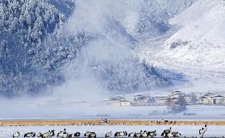 云南香格里拉旅游攻略 网-云南香格里拉攻略自助游攻略(图5) 云南香格里拉攻略自助游攻略_云南香格里拉旅游攻略 网_云南香格里拉游玩攻略