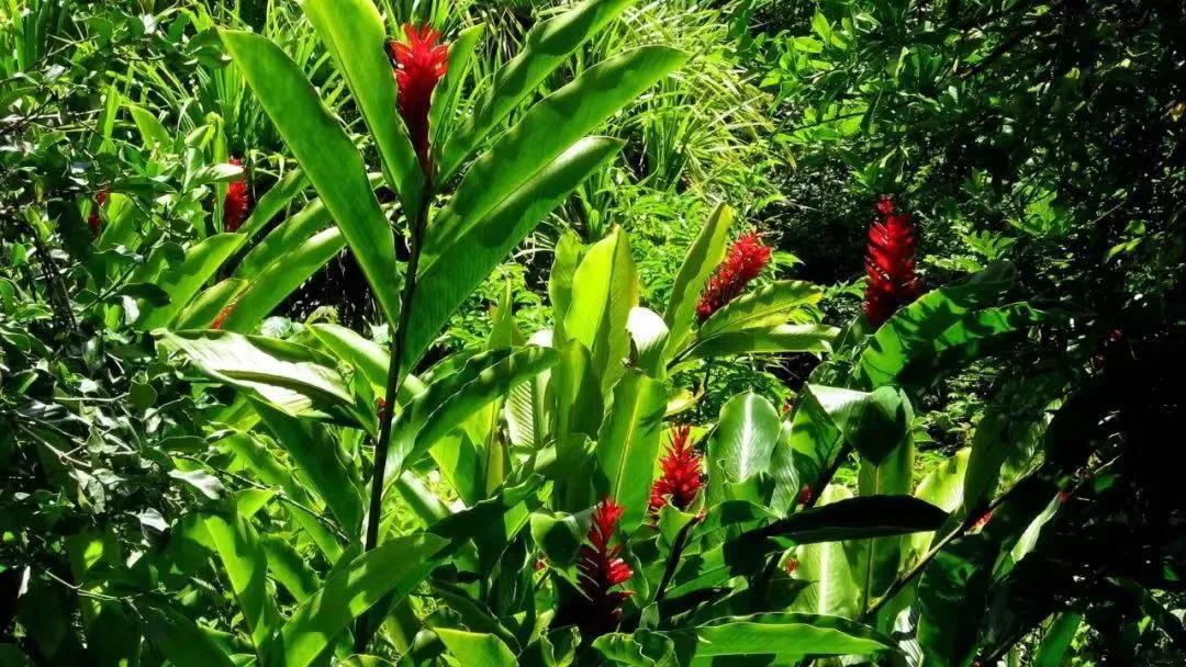 夏威夷大岛旅游攻略_夏威夷大岛景点_夏威夷大岛五日游