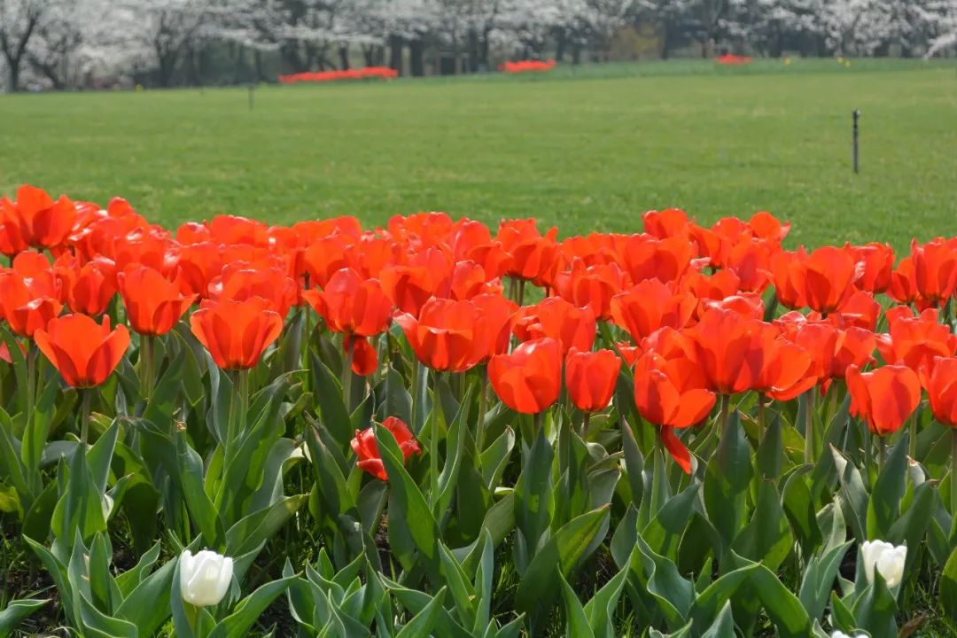西溪湿地西区旅游攻略_西溪湿地旅游景区_西溪湿地游览路线