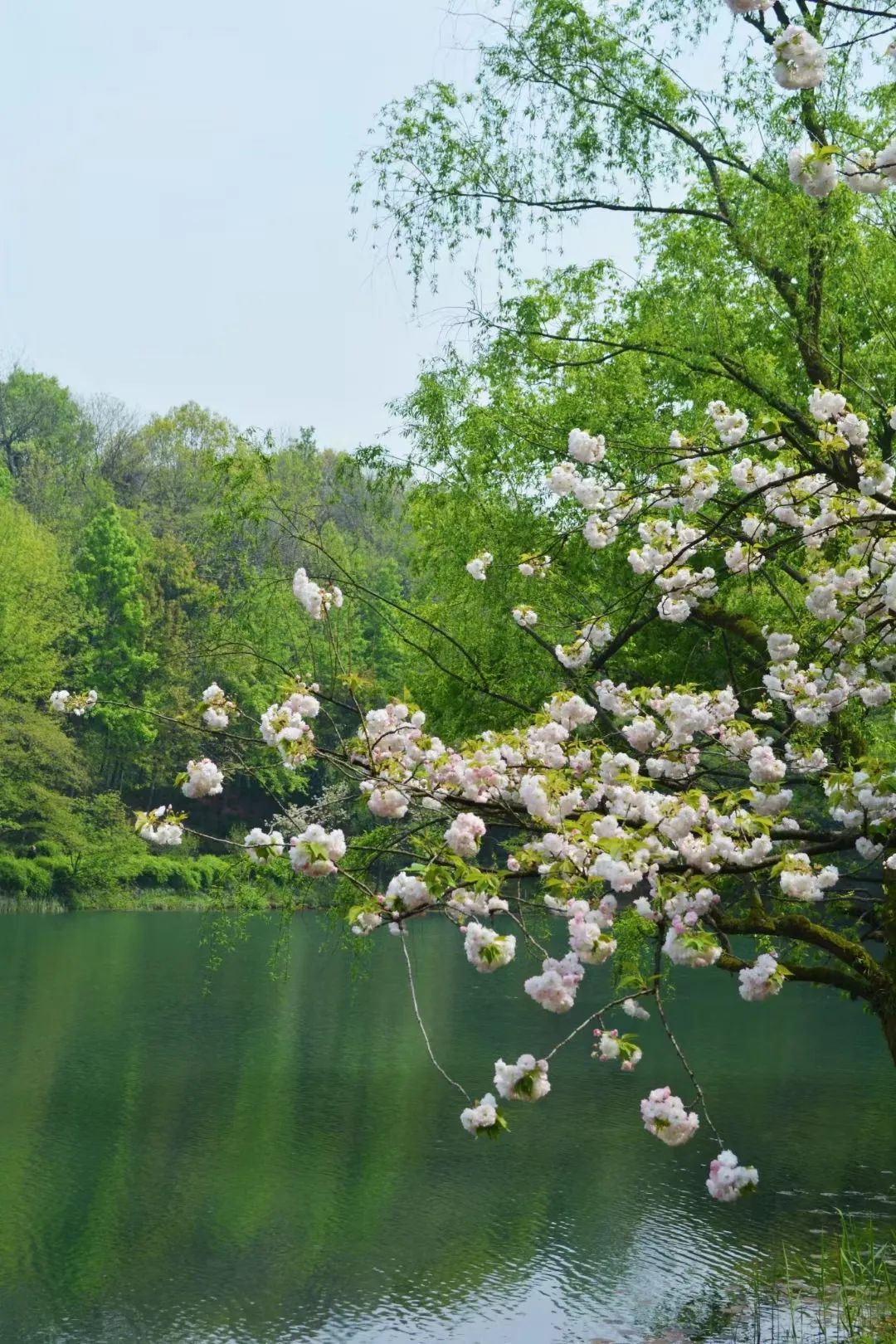 西溪湿地旅游景区_西溪湿地游览路线_西溪湿地西区旅游攻略
