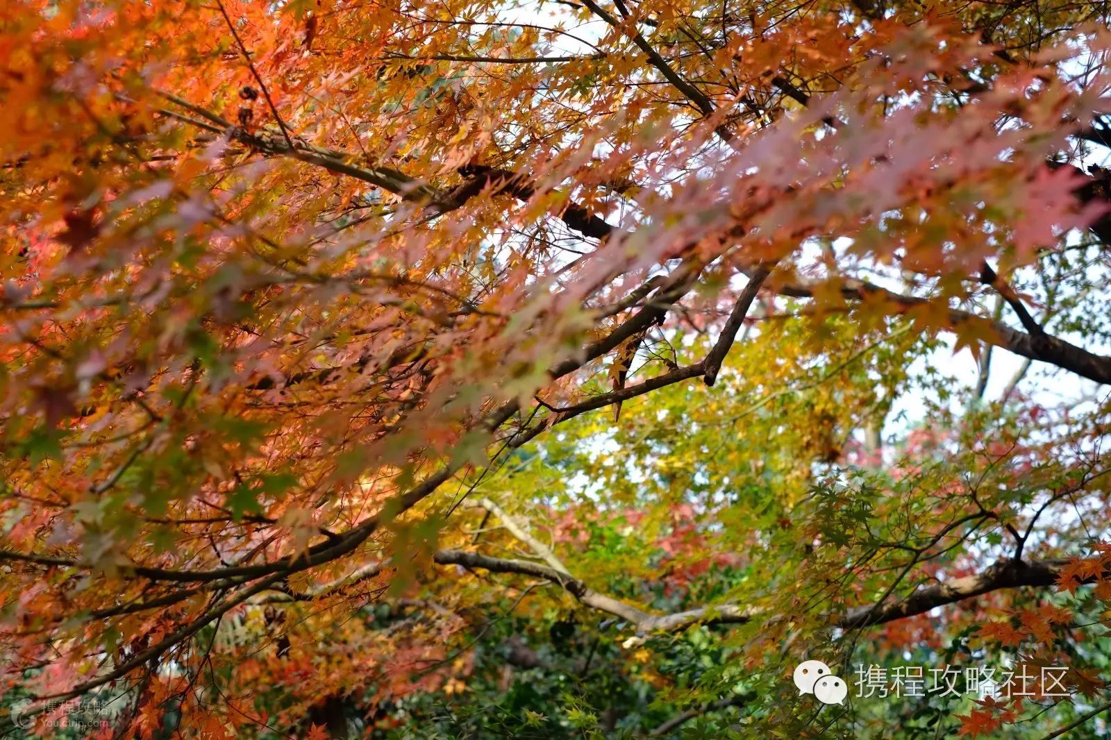 西溪湿地游览路线_西溪湿地西区门票价格_西溪湿地西区旅游攻略