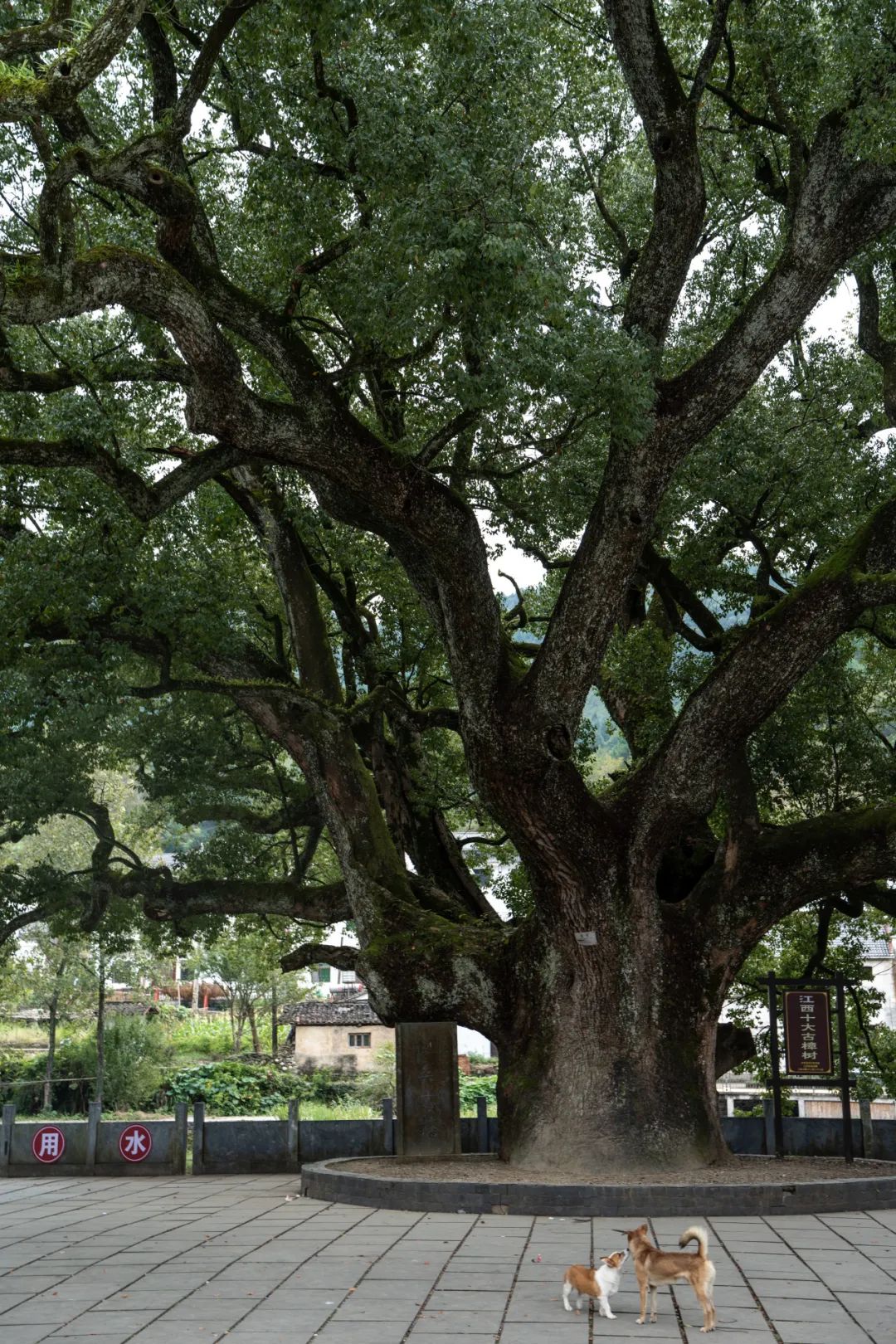 安徽徽州景点_徽州旅游_安徽徽州旅游攻略