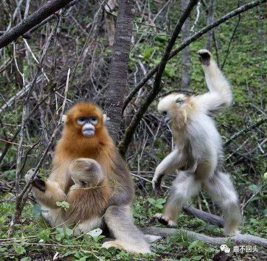 神农架木鱼镇避暑_神农架木鱼镇特色菜_神农架木鱼镇旅游攻略