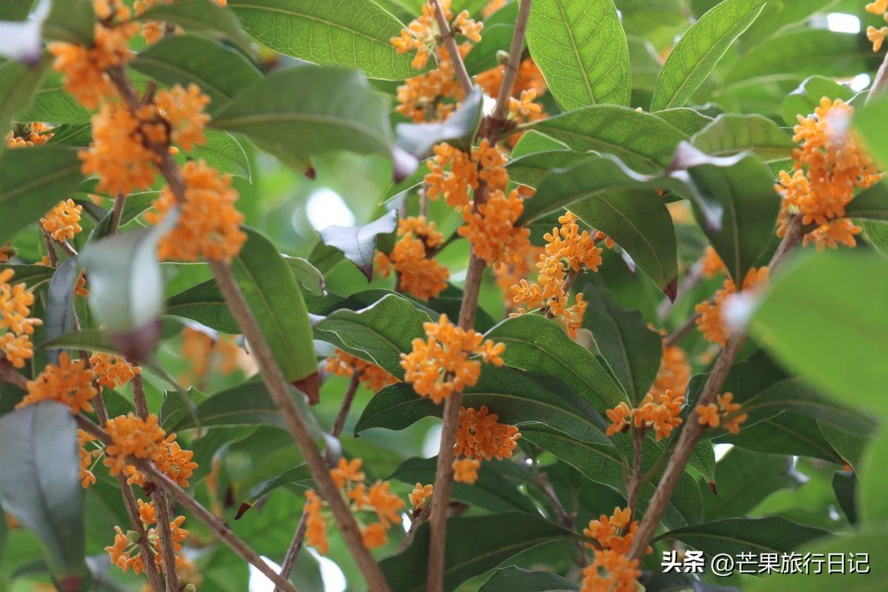 攻略旅游白水台路线_白水台旅游攻略_白水台门票多少钱