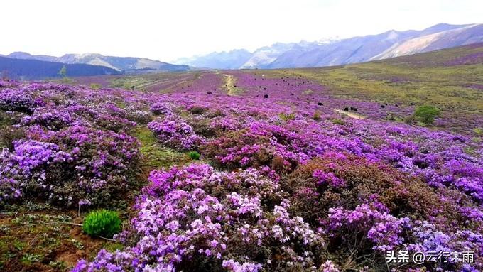 白水台景区_白水台旅游攻略_白水台游玩攻略