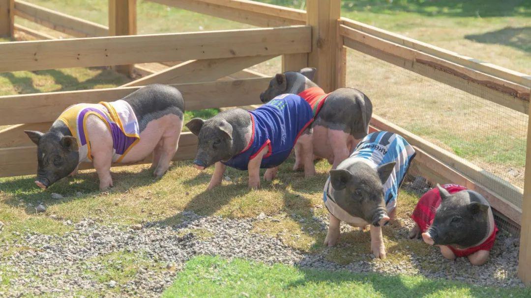 南京去三清山旅游攻略-南京自驾游三清山攻略(图39) 南京自驾三清山旅游攻略_南京自驾游三清山攻略_南京去三清山旅游攻略