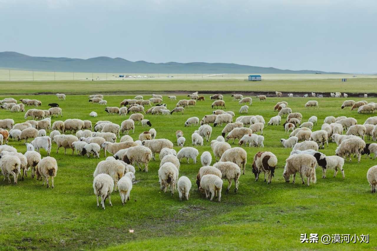 呼伦贝尔草原旅游攻略策划-呼伦贝尔大草原旅游(图4) 呼伦贝尔大草原旅游_呼伦贝尔大草原旅游最佳路线_呼伦贝尔草原旅游攻略策划