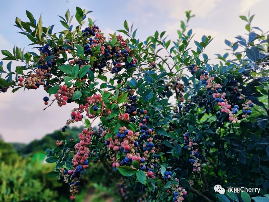 瑞丽腾冲旅游攻略_腾冲瑞丽旅游线路_云南旅游瑞丽腾冲