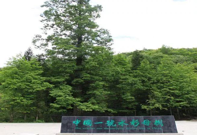 石柱黄水景区图片_石柱黄水公园旅游攻略_石柱黄水一日游