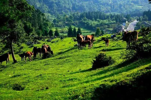 石柱黄水公园旅游攻略_石柱黄水一日游_石柱黄水景区图片