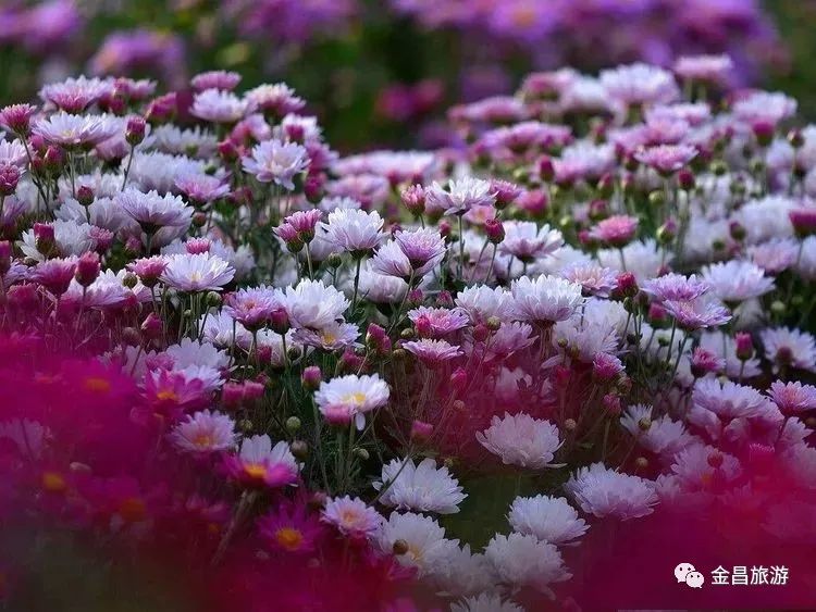 甘肃金昌旅游攻略-甘肃金昌哪里好玩(图15) 甘肃金昌哪里好玩_甘肃金昌景点_甘肃金昌旅游攻略