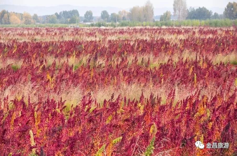 甘肃金昌旅游攻略-甘肃金昌哪里好玩(图16) 甘肃金昌哪里好玩_甘肃金昌景点_甘肃金昌旅游攻略