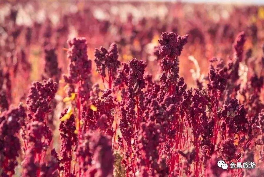 甘肃金昌旅游攻略-甘肃金昌哪里好玩(图17) 甘肃金昌哪里好玩_甘肃金昌景点_甘肃金昌旅游攻略