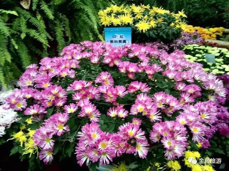 甘肃金昌旅游攻略-甘肃金昌哪里好玩(图60) 甘肃金昌景点_甘肃金昌旅游攻略_甘肃金昌哪里好玩