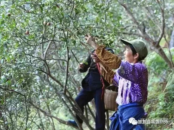 绍兴到西塘旅游攻略-绍兴到西塘开车要多久(图95) 绍兴到西塘开车要多久_绍兴去西塘怎么坐高铁_绍兴到西塘旅游攻略