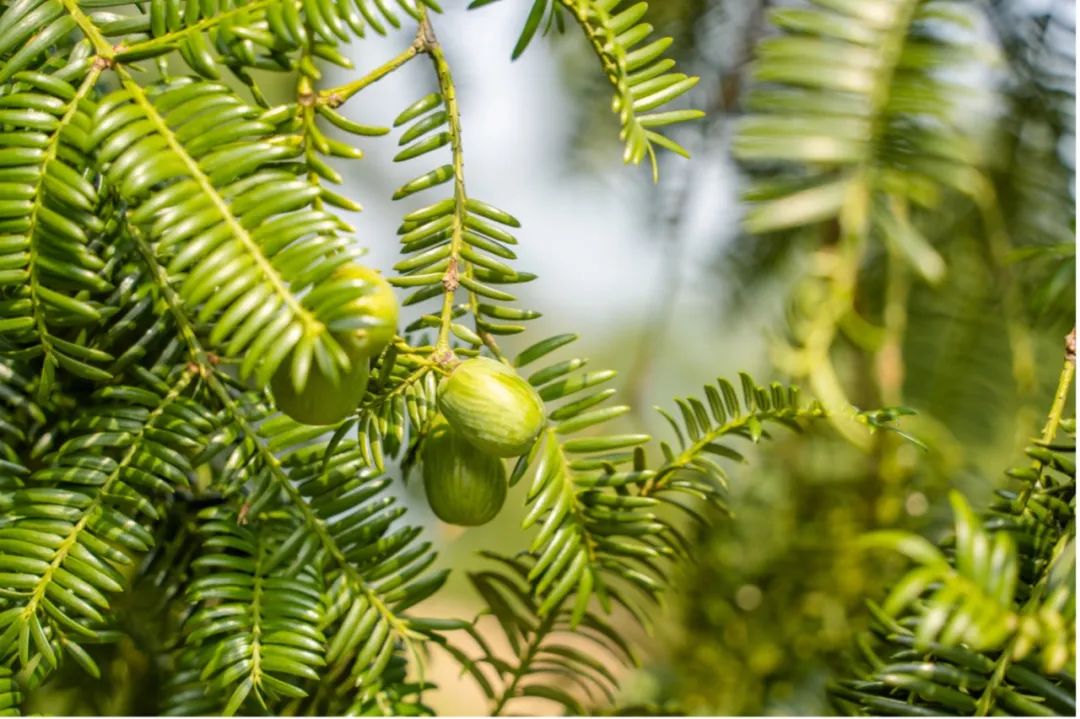 绍兴到西塘旅游攻略-绍兴去西塘古镇怎么走(图60) 绍兴去西塘坐什么去最方便_绍兴到西塘旅游攻略_绍兴去西塘古镇怎么走