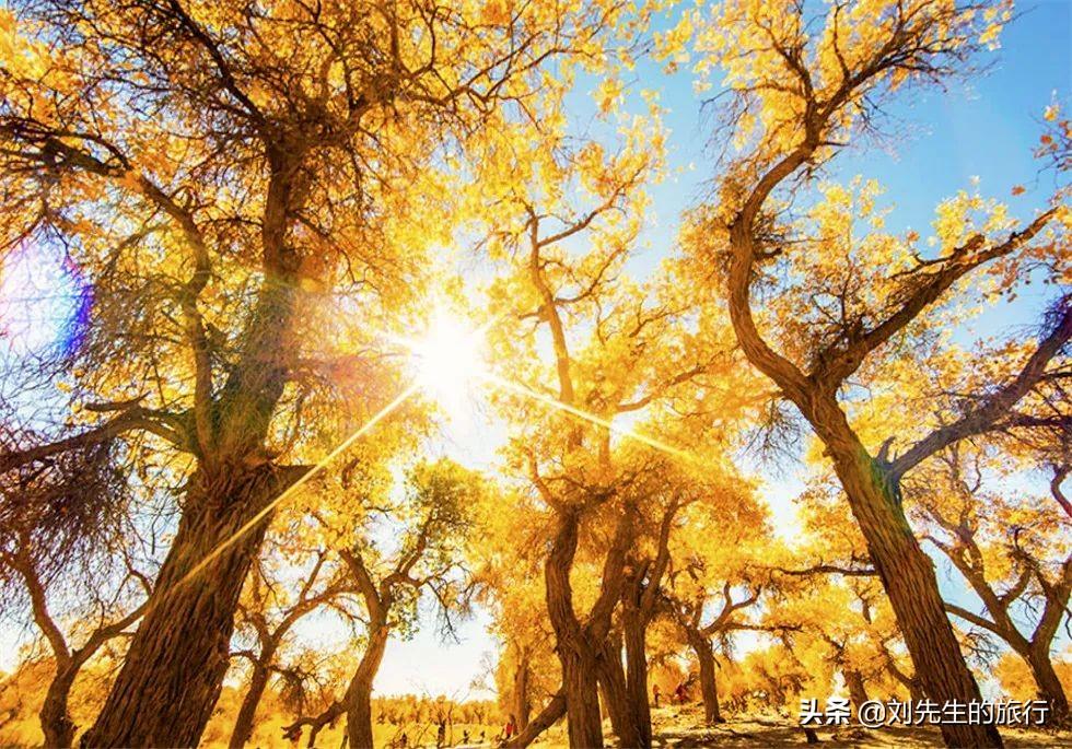 额济纳旗旅游攻略-额济纳旗自由行攻略