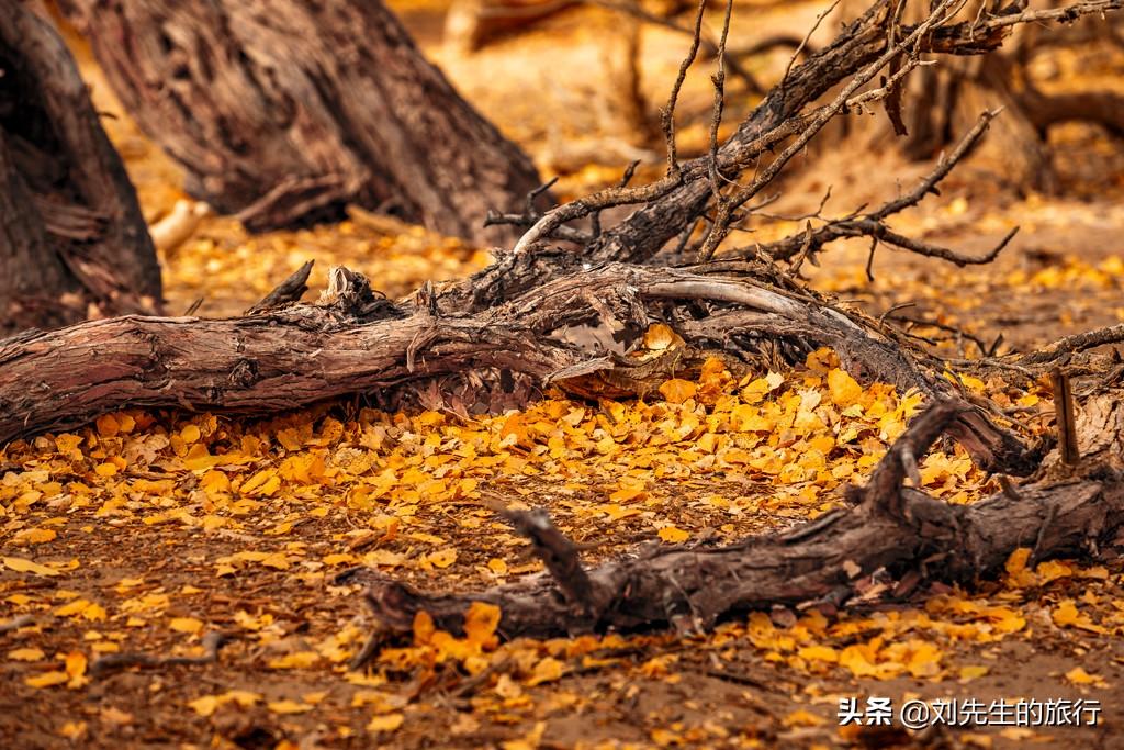 额济纳旗旅游攻略-额济纳旗自由行攻略(图8) 额济纳旗旅游官方网站_额济纳旗旅游攻略_额济纳旗自由行攻略