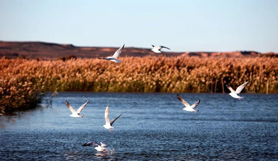 额济纳旗旅游攻略-额济纳旗自由行攻略(图10) 额济纳旗自由行攻略_额济纳旗旅游攻略_额济纳旗自由行旅游攻略
