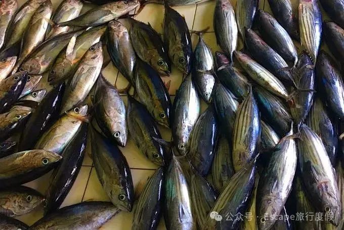 马尔代夫旅游攻略 注意事项_马尔代夫旅游攻略大概多少钱_马尔代夫旅游流程