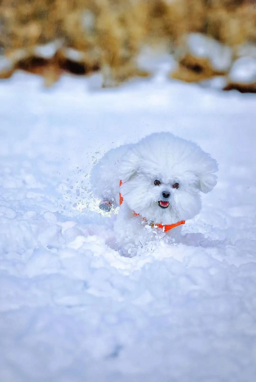 神龙架天生桥旅游攻略-神龙架介绍(图4) 探秘神龙架_神龙架介绍_神龙架天生桥旅游攻略