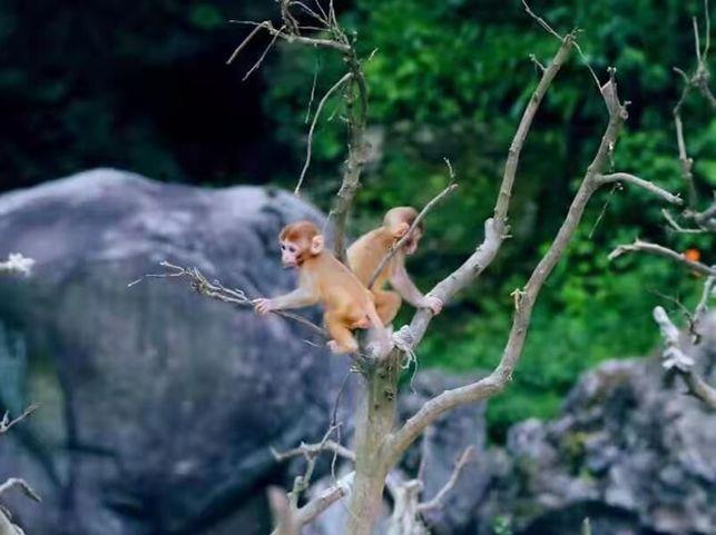 神农架武当山旅游攻略-湖北神农架武当山旅游攻略(图9) 神农架武当山旅游攻略_湖北神农架武当山旅游攻略_武当山神农架在湖北省哪里