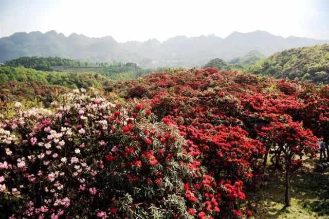 万峰林旅游攻略自驾游-徒步万峰林(图26) 万峰林旅游攻略自驾游_游万峰林需要多少时间_徒步万峰林