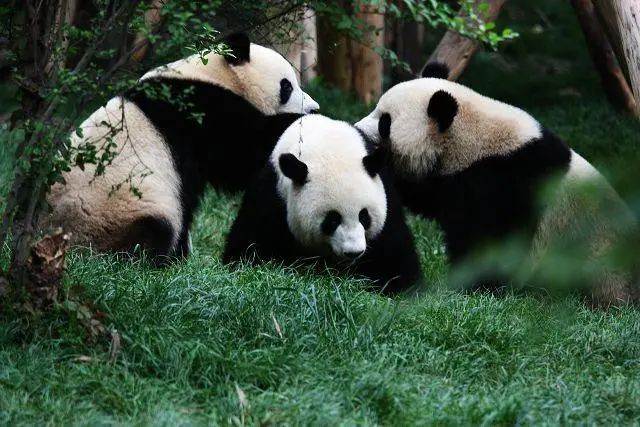 西岭雪山定位_西岭雪山山顶_西岭雪山旅游攻略地图