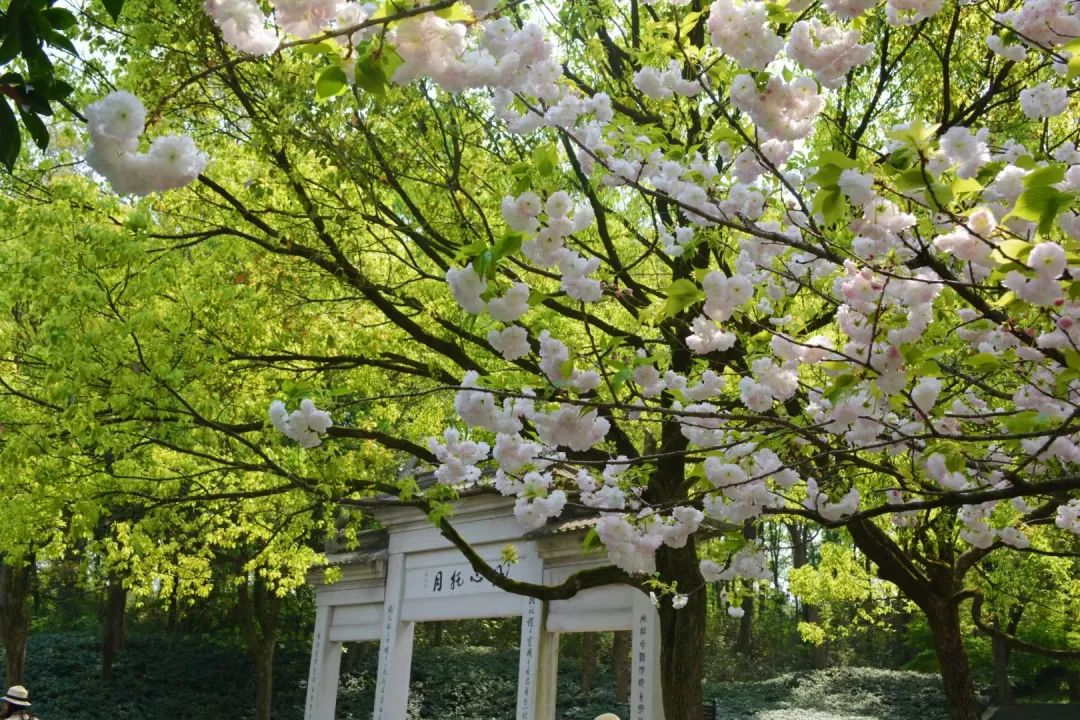 西溪湿地西区旅游攻略-西溪湿地旅游景区(图6) 西溪湿地旅游景区_西溪湿地西区旅游攻略_西溪湿地游览路线