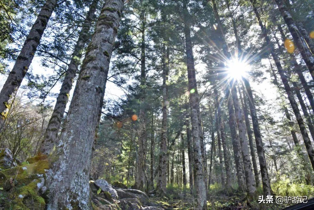 神农架武当山旅游攻略-湖北神农架武当山旅游攻略(图41) 神农架武当山旅游攻略_湖北神农架武当山旅游攻略_武当山神农架四日游