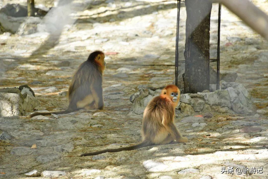 神农架武当山旅游攻略-湖北神农架武当山旅游攻略(图44) 武当山神农架四日游_神农架武当山旅游攻略_湖北神农架武当山旅游攻略